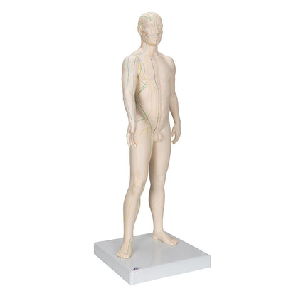 Acupuncture Model, Male