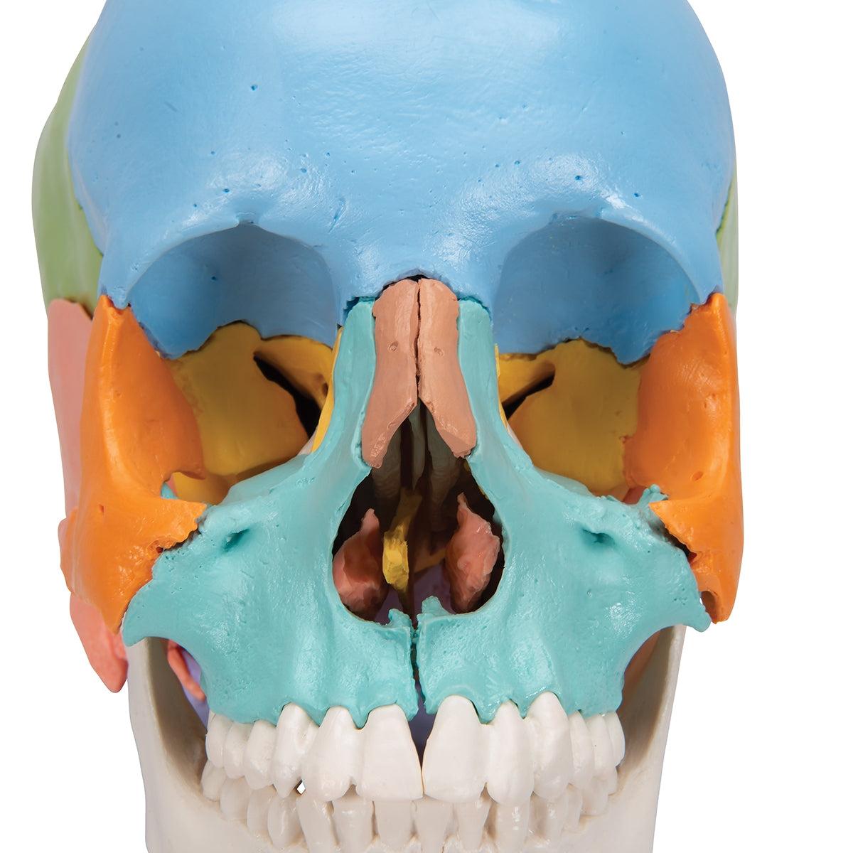 Beauchene Adult Human Skull Model, Didactic Colored Version, 22 part