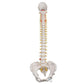 Classic Flexible Human Spine Model with Female Pelvis