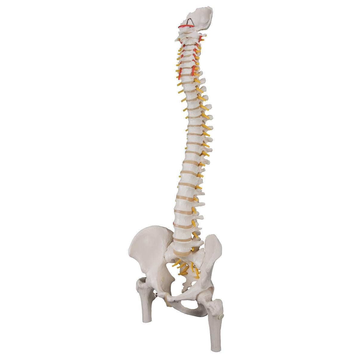Classic Flexible Human Spine Model with Femur Heads