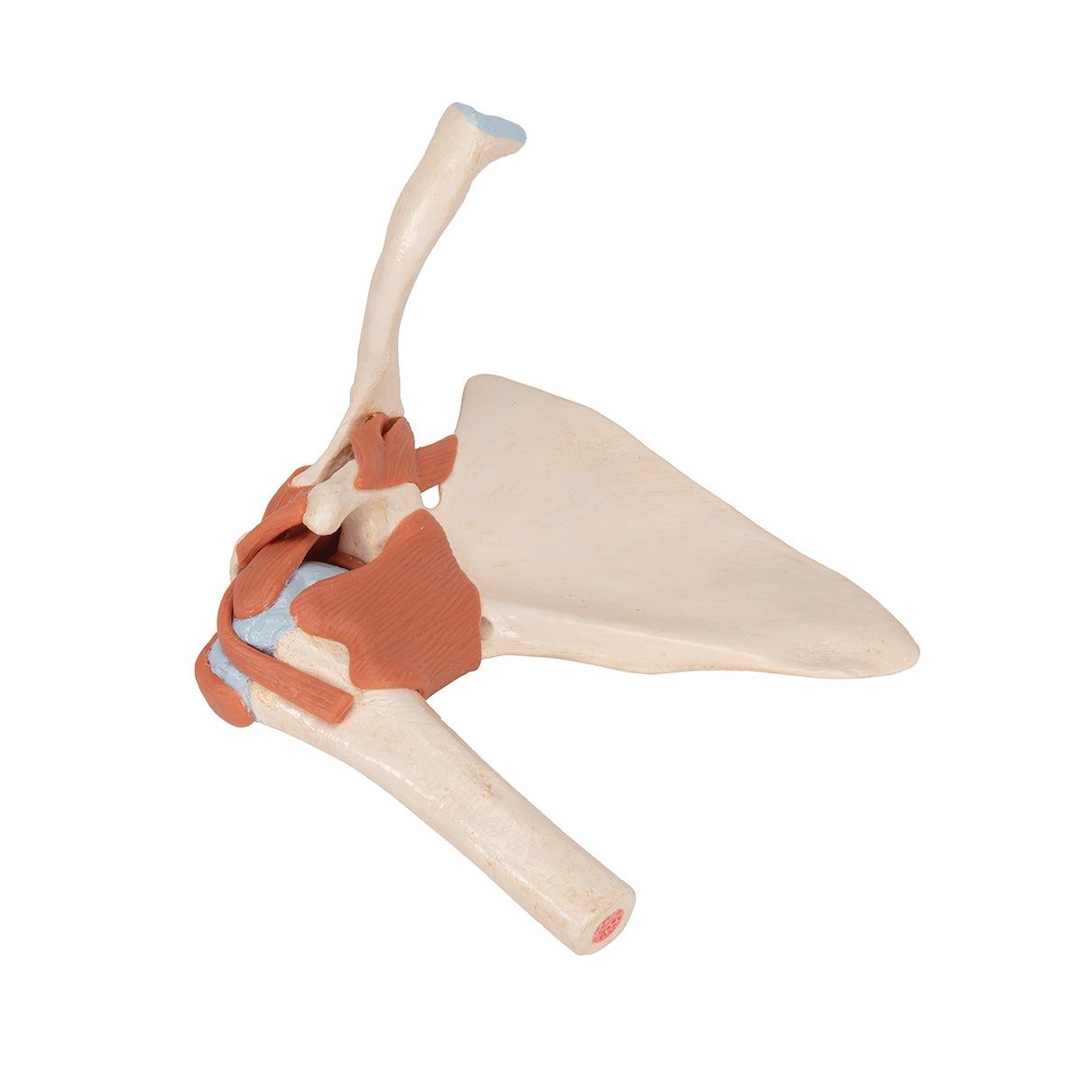 Deluxe Functional Human Shoulder Joint, Physiological Movable
