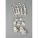 Foot Bones - Unmounted