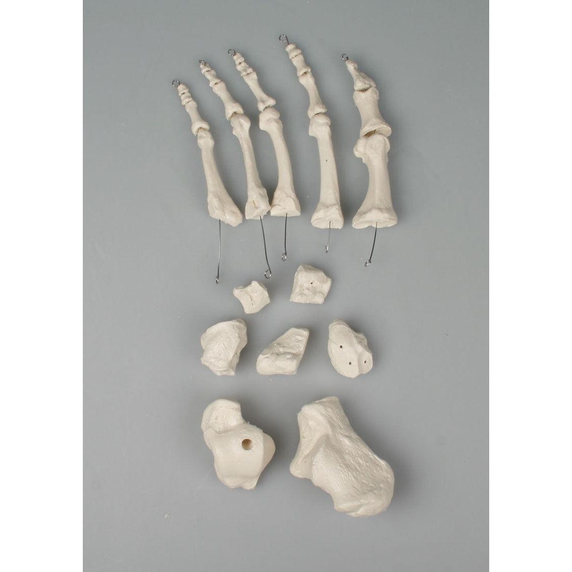Foot Bones - Unmounted
