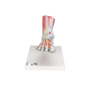 Foot Skeleton Model with Ligaments & Muscles