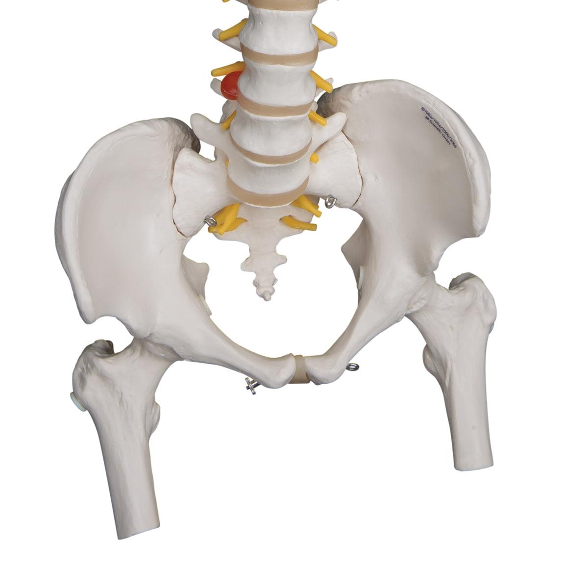 Highly Flexible Human Spine Model, Mounted on a Flexible Core, with Femur Heads