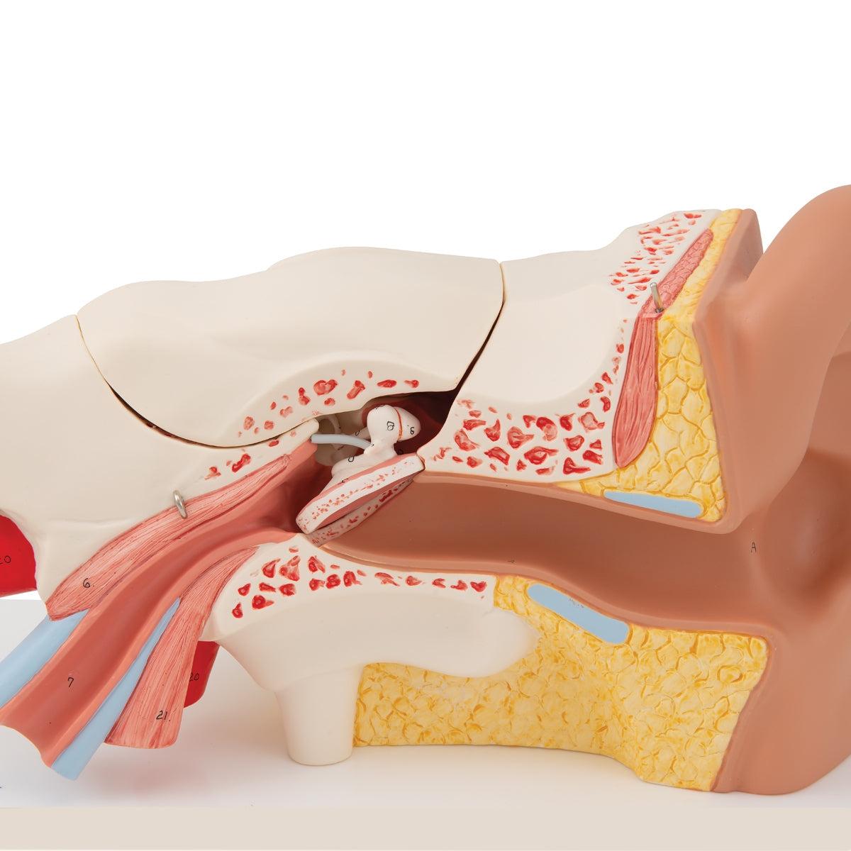 Human Ear Model, 3 times Life-Size, 6 part
