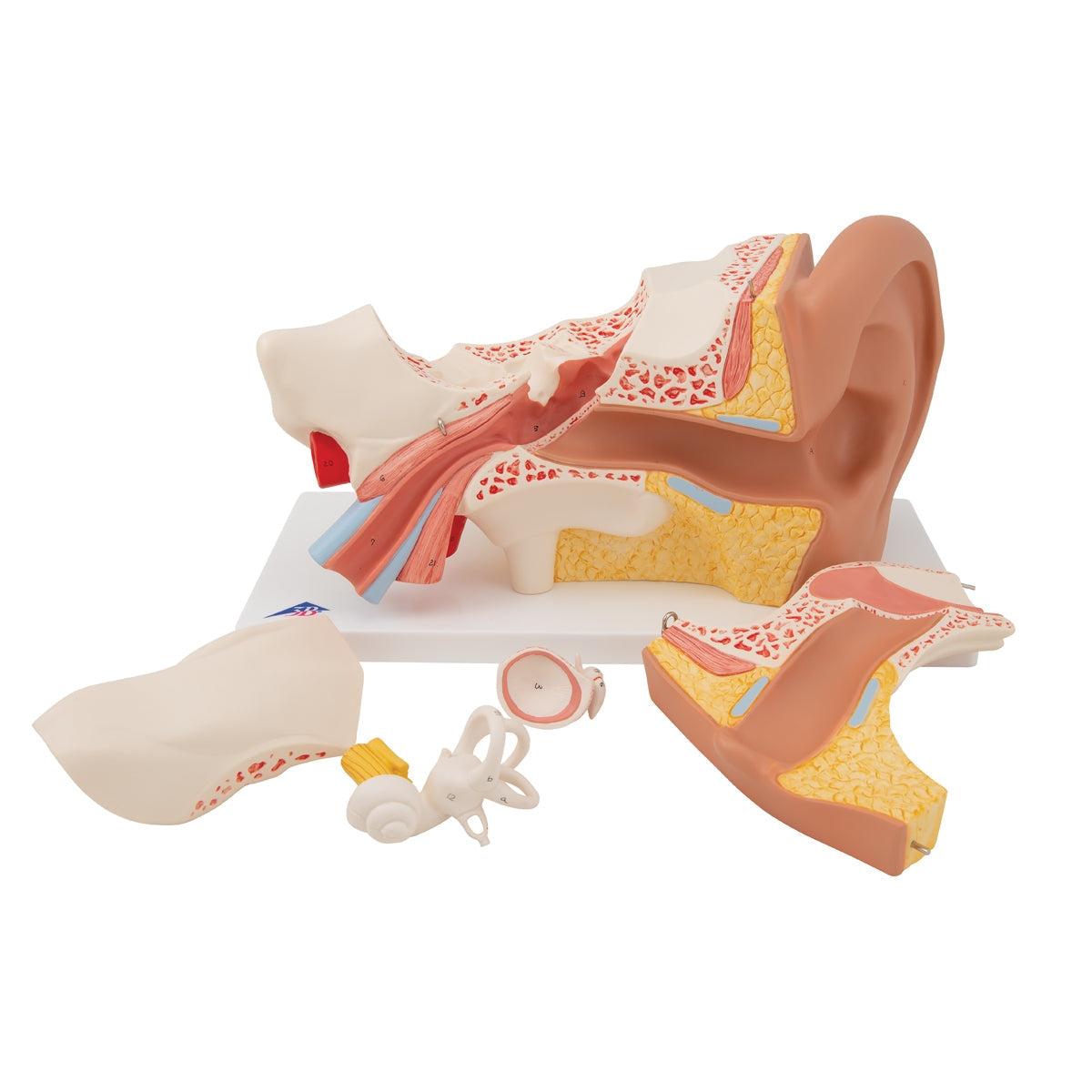 Human Ear Model, 3 times Life-Size, 6 part