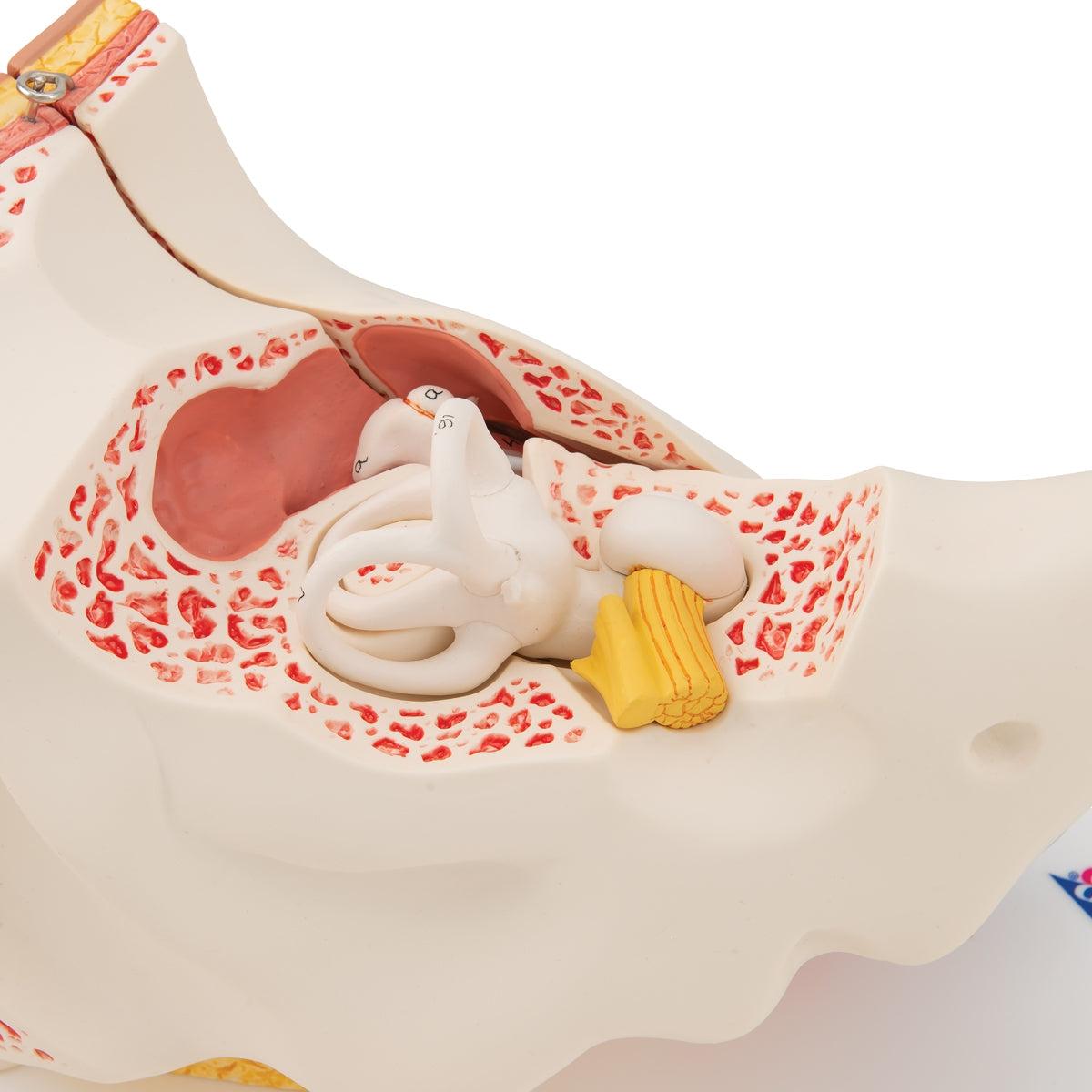 Human Ear Model, 3 times Life-Size, 6 part