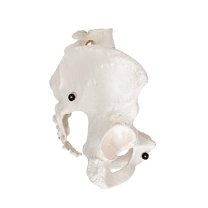 Human Female Pelvic Skeleton Model