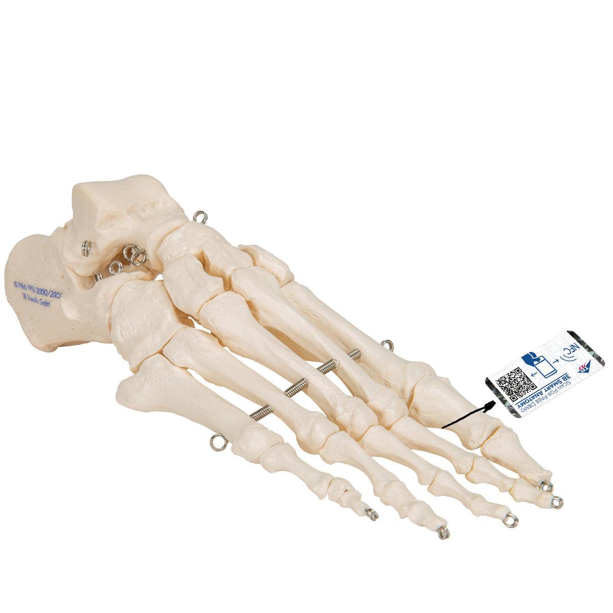 Human Foot Skeleton, Wire Mounted