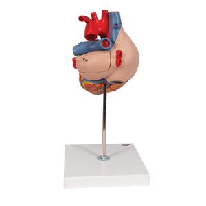 Human Heart Model, 2-times Life-Size, 4 part