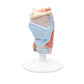 Human Larynx Model, 2 part