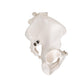 Human Male Pelvis Skeleton Model