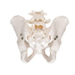 Human Male Pelvis Skeleton Model
