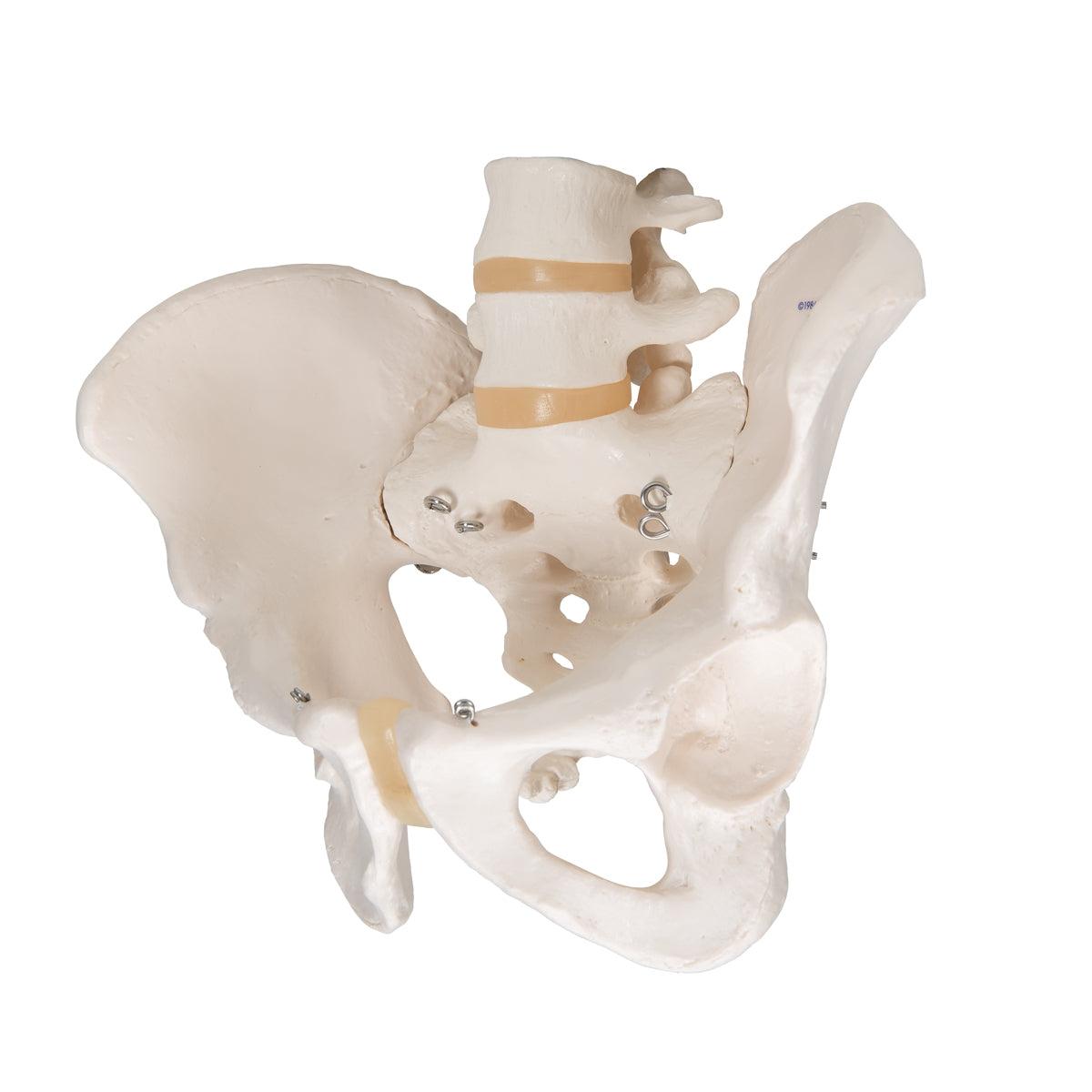 Human Male Pelvis Skeleton Model