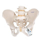 Human Male Pelvis Skeleton Model