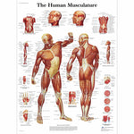 Human Musculature Chart