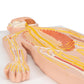 Human Nervous System Model, 1/2 Life-Size