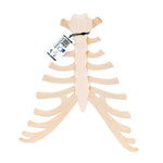 Human Sternum Model with Rib Cartilage