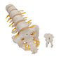 Lumbar Human Spinal Column Model