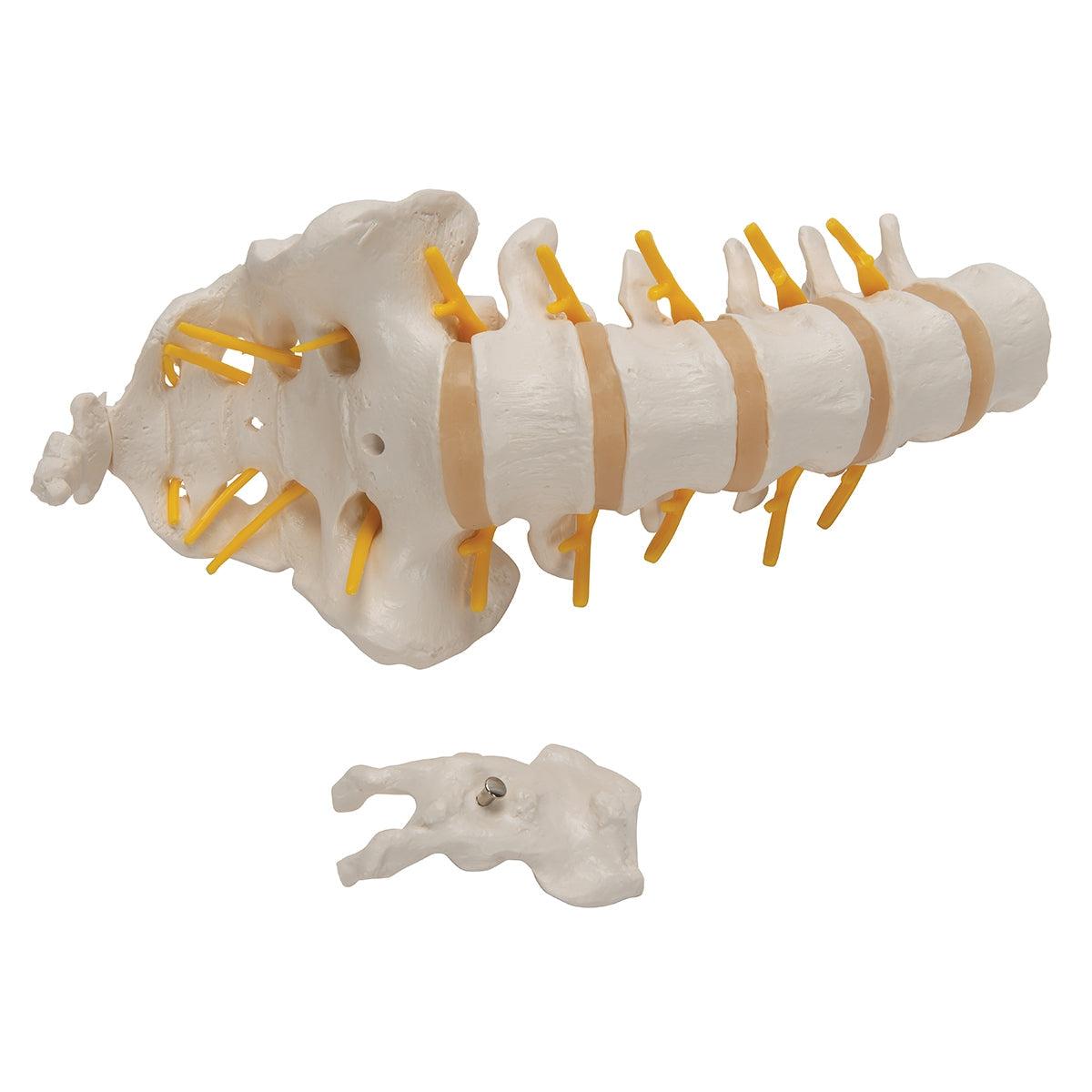 Lumbar Human Spinal Column Model