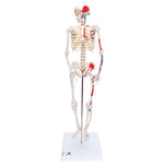 Mini Human Skeleton Shorty with Painted Muscles, Pelvic Mounted, Half Natural Size