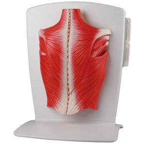 Erler Zimmer 4 part back muscle model