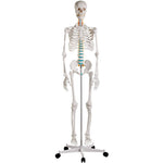 Erler Zimmer Oscar didactic skeleton model
