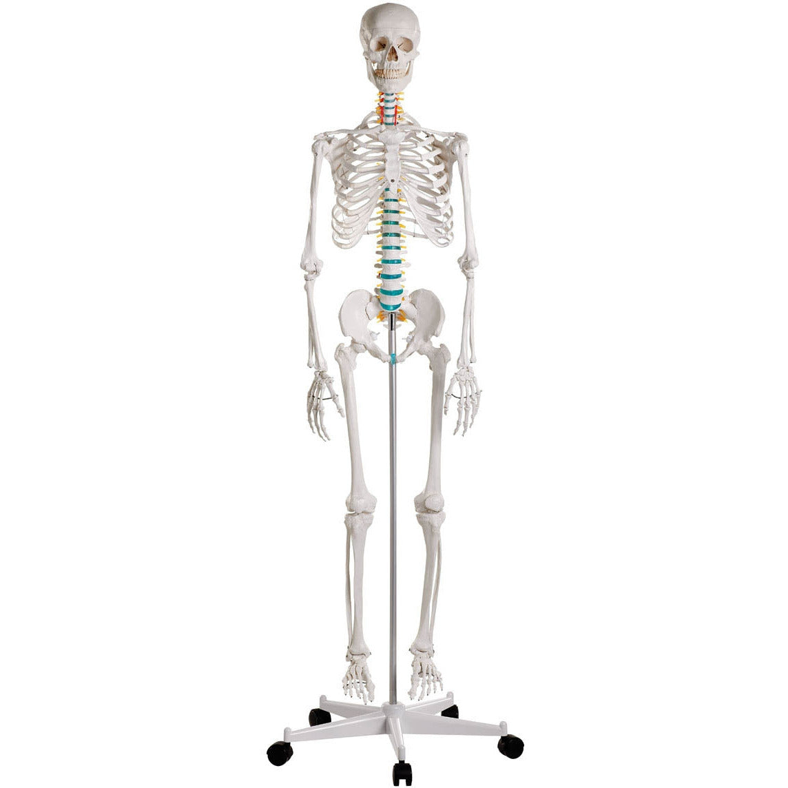 Erler Zimmer Oscar didactic skeleton model