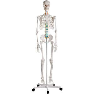 Erler Zimmer Oscar didactic skeleton model