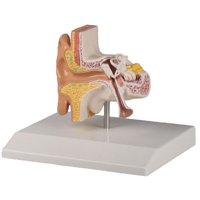 Erler Zimmer ear model 1.5 times life size
