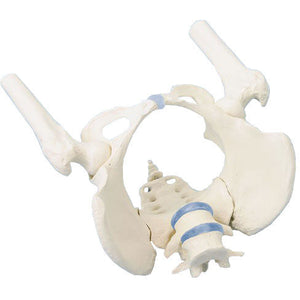Erler Zimmer female pelvis model with sacrum and lumbar vertebrae