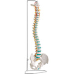 Erler Zimmer flexible vertebral column