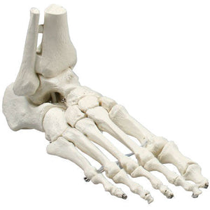 Erler Zimmer foot skeleton with tibia and fibula