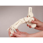 Erler Zimmer flexible foot skeleton