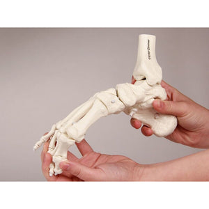 Erler Zimmer flexible foot skeleton