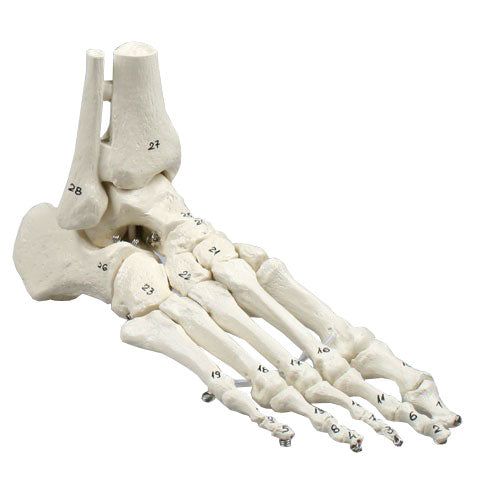 Erler Zimmer numbered foot skeleton