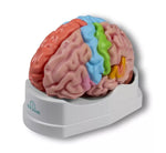 Erler Zimmer life size brain model 5 parts
