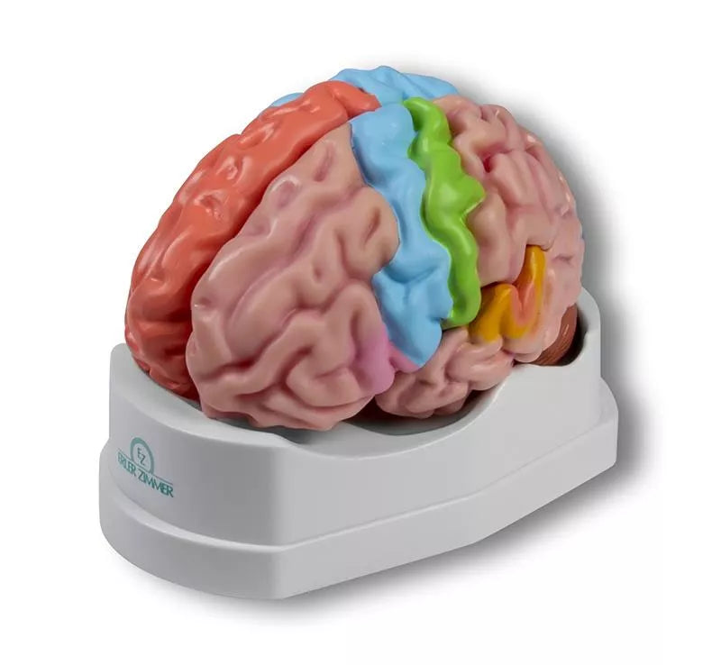Erler Zimmer life size brain model 5 parts