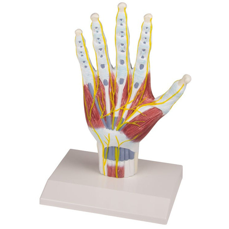 Erler Zimmer life size hand anatomy model