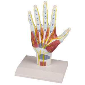 Erler Zimmer life size hand anatomy model