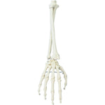 Erler Zimmer hand model with lower arm