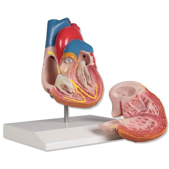 Erler Zimmer heart model with conducting system