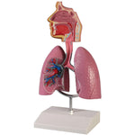 Erler Zimmer human respiratory system model