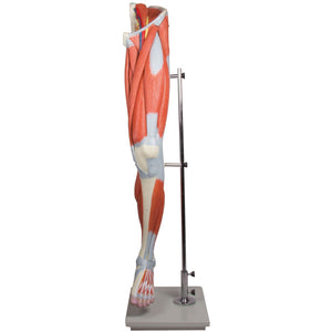 Erler Zimmer leg muscles model 13 parts