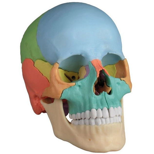 Erler Zimmer osteopathic skull model didactical version