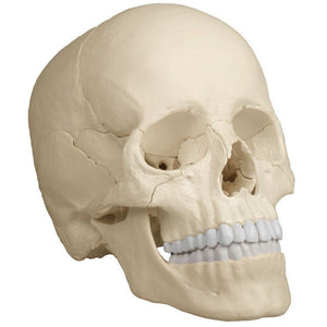 Erler Zimmer osteopathic skull model 22 parts
