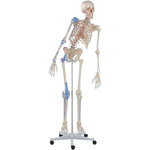 Erler Zimmer skeleton with movable spine, muscle markings and ligaments